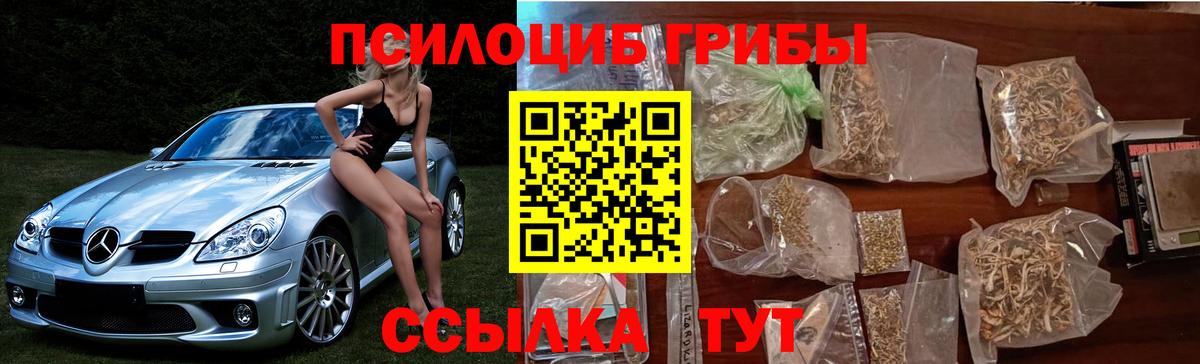 Псилоцибиновые грибы Psilocybe Лениногорск